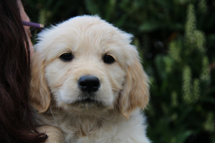 Anouk